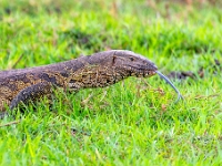 Rezerwat w Chobe (Botswana)
